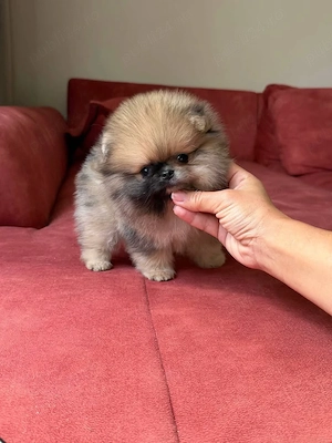 Pomeranian Mini Poze reale  - imagine 3