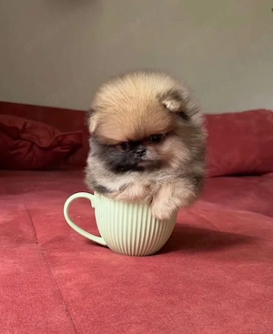 Pomeranian Mini Poze reale 
