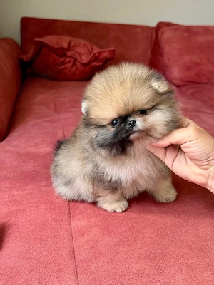 Pomeranian Mini Poze reale  - imagine 4