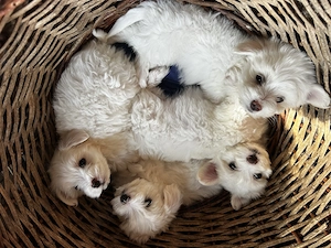 Bichon maltez 6 saptamani