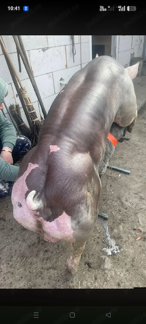 Scroafa gestantă Pietrain Belgian Pur,120 kg. - imagine 4