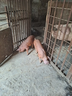 Vand purcei 