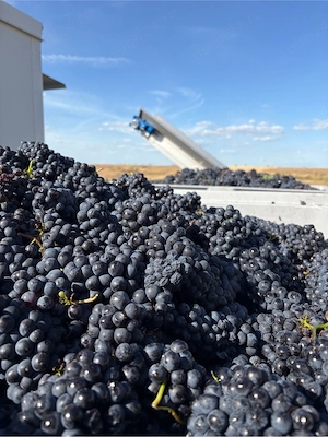 Struguri de vin și must, Caraula, Dolj   de la 4 lei kg