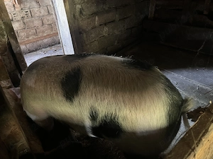 Vând porc de an - imagine 3