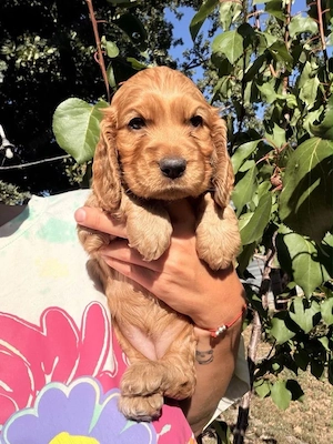 Cocker Spaniel 