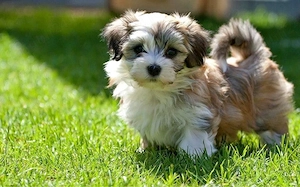 Bichon Havanez 