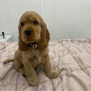 Cocker Spaniel 