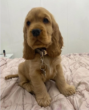 Cocker Spaniel  - imagine 5