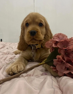 Cocker Spaniel  - imagine 3
