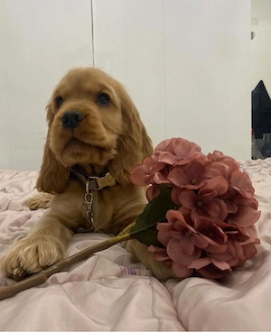Cocker Spaniel  - imagine 2