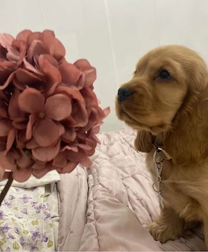 Cocker Spaniel  - imagine 4