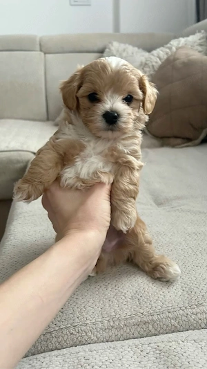Maltipoo  Pudel  - imagine 3