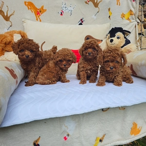 Pui CANICHE Toy Autentici - diverse culori disponibili acum!!