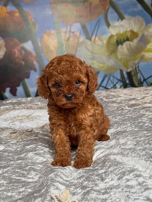Pui CANICHE Toy Autentici - diverse culori disponibili acum!! - imagine 2