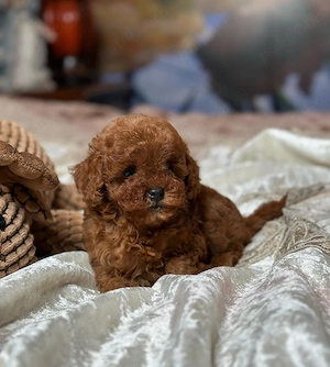 Pui CANICHE Toy Autentici - diverse culori disponibili acum!! - imagine 4