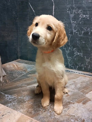 Puii Golden Retriever 2 luni 2 fete disponibile imediat 