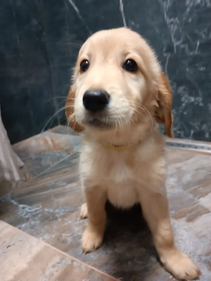 Puii Golden Retriever 2 fete disponibile imediat preț negociabil 2 luni 