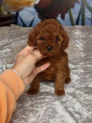 Pui CANICHE Toy Autentici - diverse culori disponibili acum!! - imagine 3