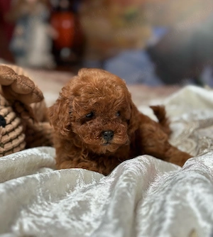 Pui Caniche  Toy - Sănătoși, Îngrijiți,  cu Acte și Vaccinuri 