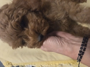Poodle, Pudel red mini toy  - imagine 5