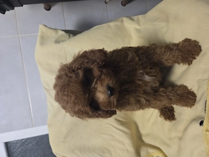 Poodle, Pudel red mini toy  - imagine 3