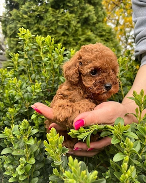 Pui Caniche Poodle Toy -Disponibili Acum ! - imagine 2