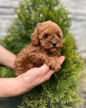 Pui din rasa Caniche Poodle Toy calitate de top  - imagine 2