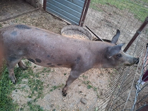 Vand scroafa rasa duroc