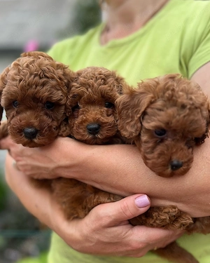 Pui din rasa Caniche Poodle Toy calitate de top  - imagine 3