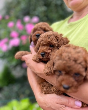 Pui din rasa Caniche Poodle Toy calitate de top 