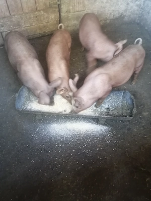 Vând 3 purcei de 12 săptămâni  - imagine 3