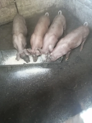 Vând 4 purcei de 12 săptămâni  - imagine 2