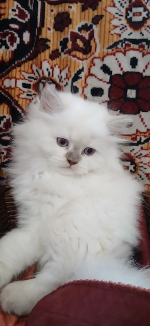 Pui British Longhair și British Shorthair   disponibili pentru rezervare craiova - imagine 2