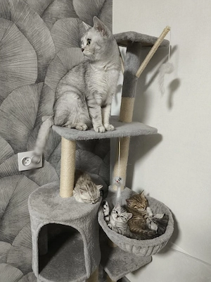 British shorthair  - imagine 3