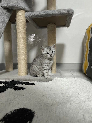 British shorthair  - imagine 2