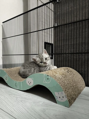 British shorthair  - imagine 4