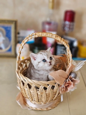 British shorthair motănei și pisicuțe 