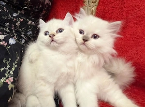 Pui British Longhair și British Shorthair   disponibili pentru rezervare craiova  - imagine 2