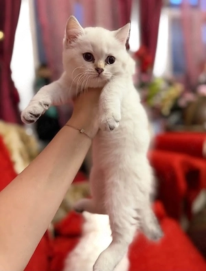 Pui British Longhair și British Shorthair   disponibili pentru rezervare craiova  - imagine 4