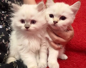 Pui British Longhair și British Shorthair   disponibili pentru rezervare craiova  - imagine 3
