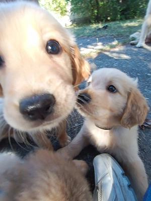 Puiuți de Golden Retriever 13 săptămâni 2 fete