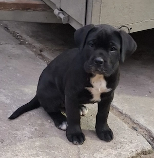 Cane corso fetite - imagine 2