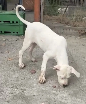 disponibil dog argentinian femela  - imagine 4