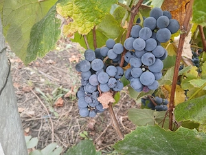 Struguri negri de vanzare lemondor si  căpșunica