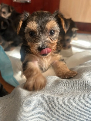 Pui Yorkshire Terrier -jucăuși si adorabili  - imagine 5