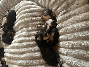 Pui Yorkshire Terrier -jucăuși si adorabili 