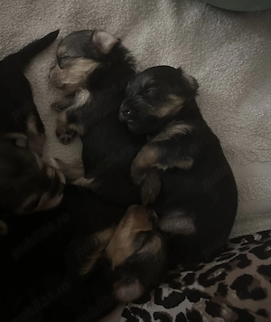 Pui Yorkshire Terrier -jucăuși si adorabili  - imagine 2