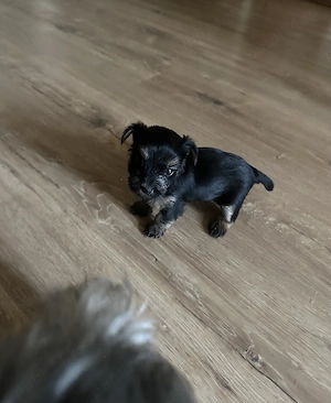 Pui Yorkshire Terrier -jucăuși si adorabili  - imagine 3