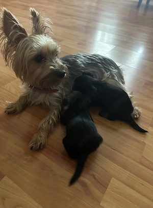 Pui Yorkshire Terrier -jucăuși si adorabili  - imagine 4