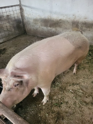Scroafa de vanzare 
